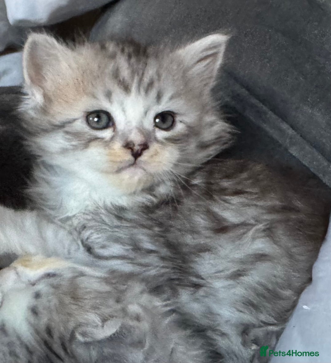 Siberian cats for sale: 3 Siberian blue boy kittens - Advert 4