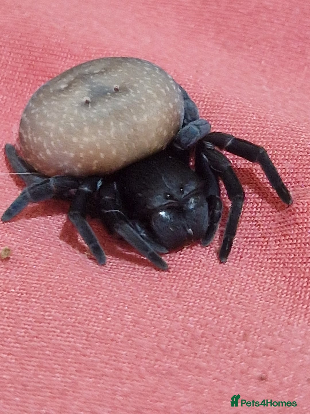 Spiders invertebrates for sale: Adorable velvet spiders 🕷  - Advert 3