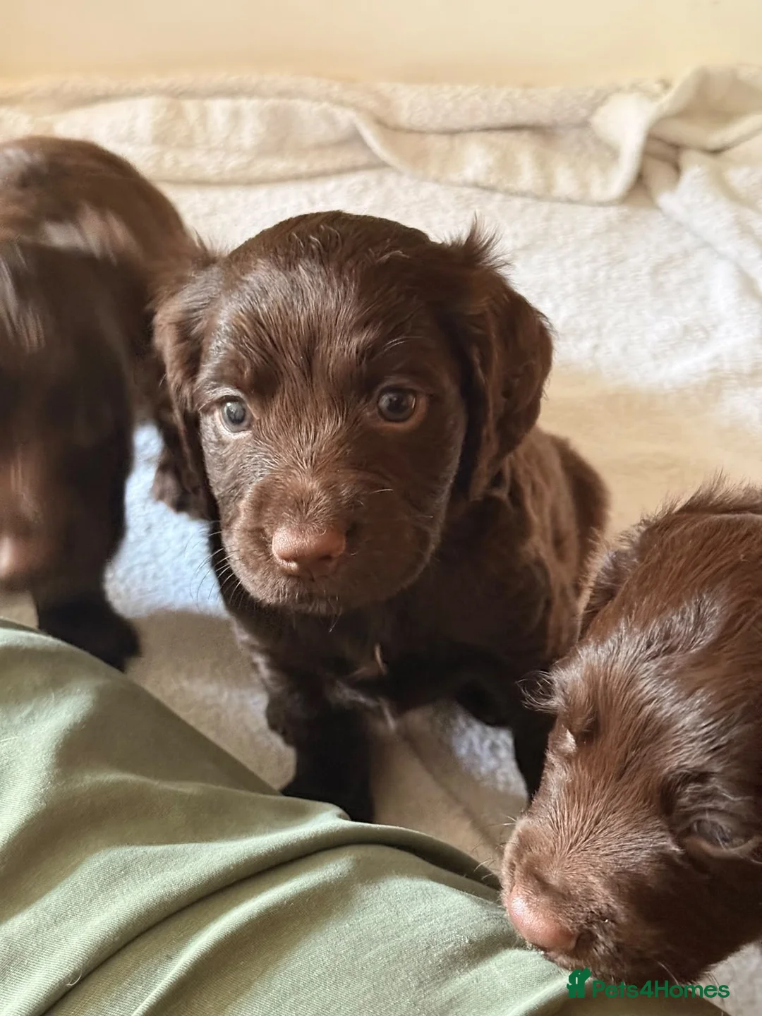 Cocker Spaniel dogs for sale: Stunning Cocker Pups  - Advert 12