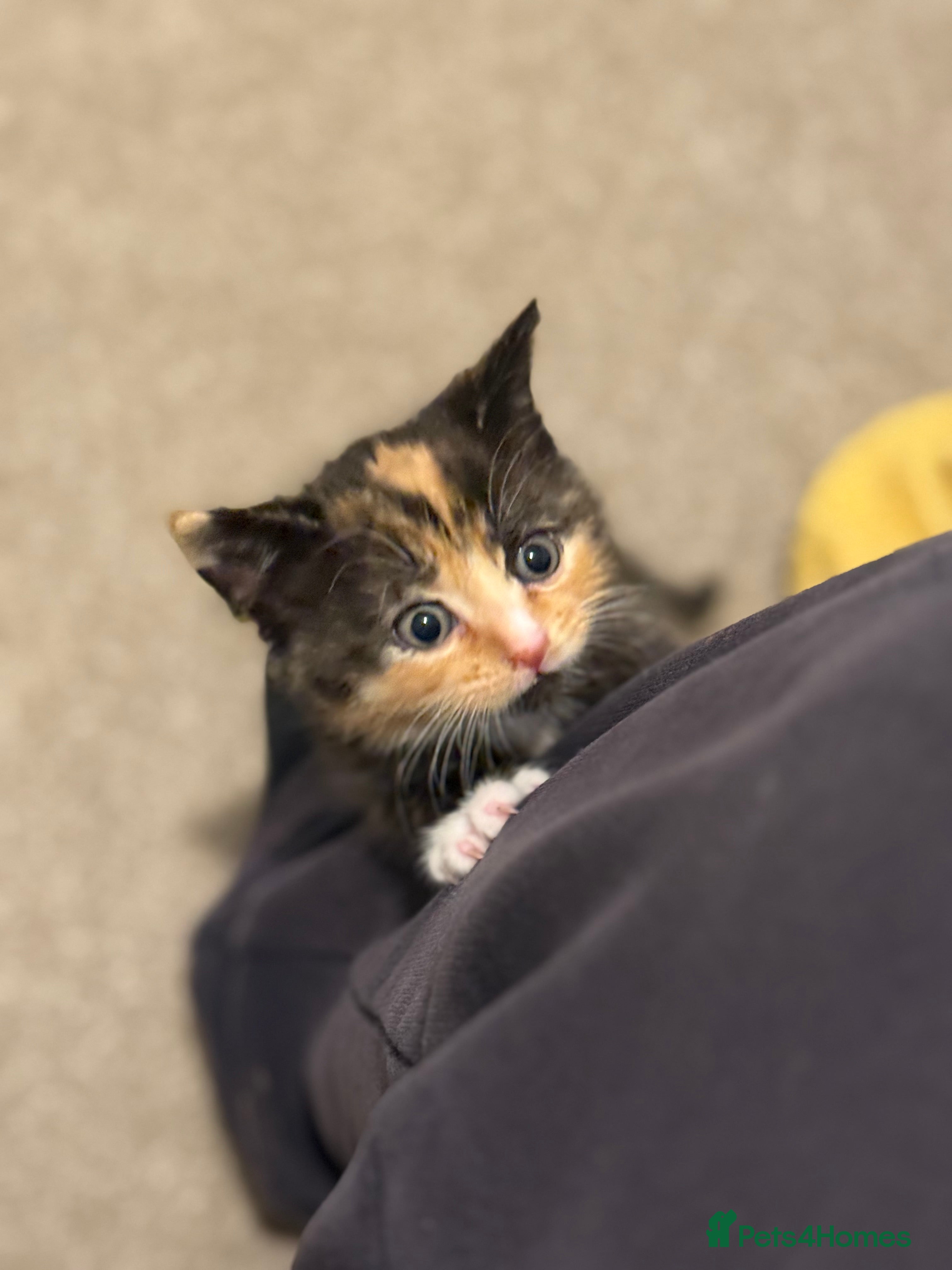 Mixed Breed cats 🤩🤩 beautifull fur babies 🤩🤩 - Advert 15