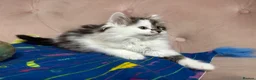 Siberian cats for sale: Siberian kittens, Ready Now 😻 - Advert 13