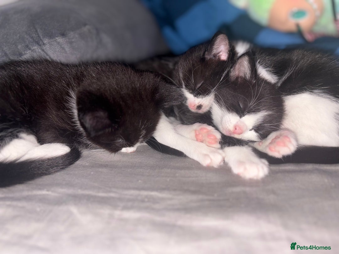 Ragdoll cats for sale:  Ragdoll X Kittens  - Advert 2