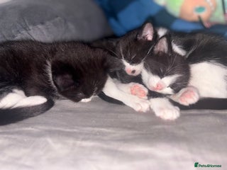 Ragdoll cats Ragdoll X Kittens - Advert 4