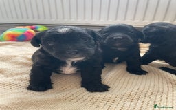 Jackapoo dogs for sale: 4 Stunning Jackapoo Pups - Image 1