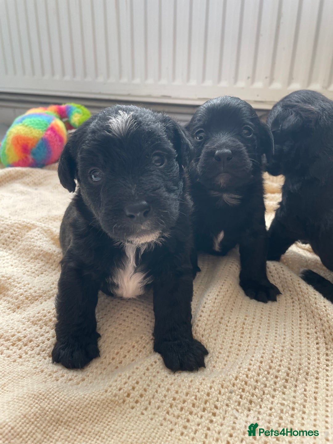 Jackapoo dogs for sale: 4 Stunning Jackapoo Pups - Image 1