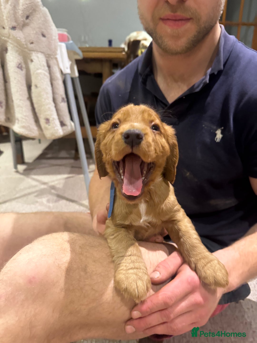 Cocker Spaniel dogs for sale: Cocker Spaniel   - Advert 5