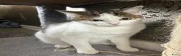 Mixed Breed cats for sale: Mother and daughter  in Brampton - Advert 2