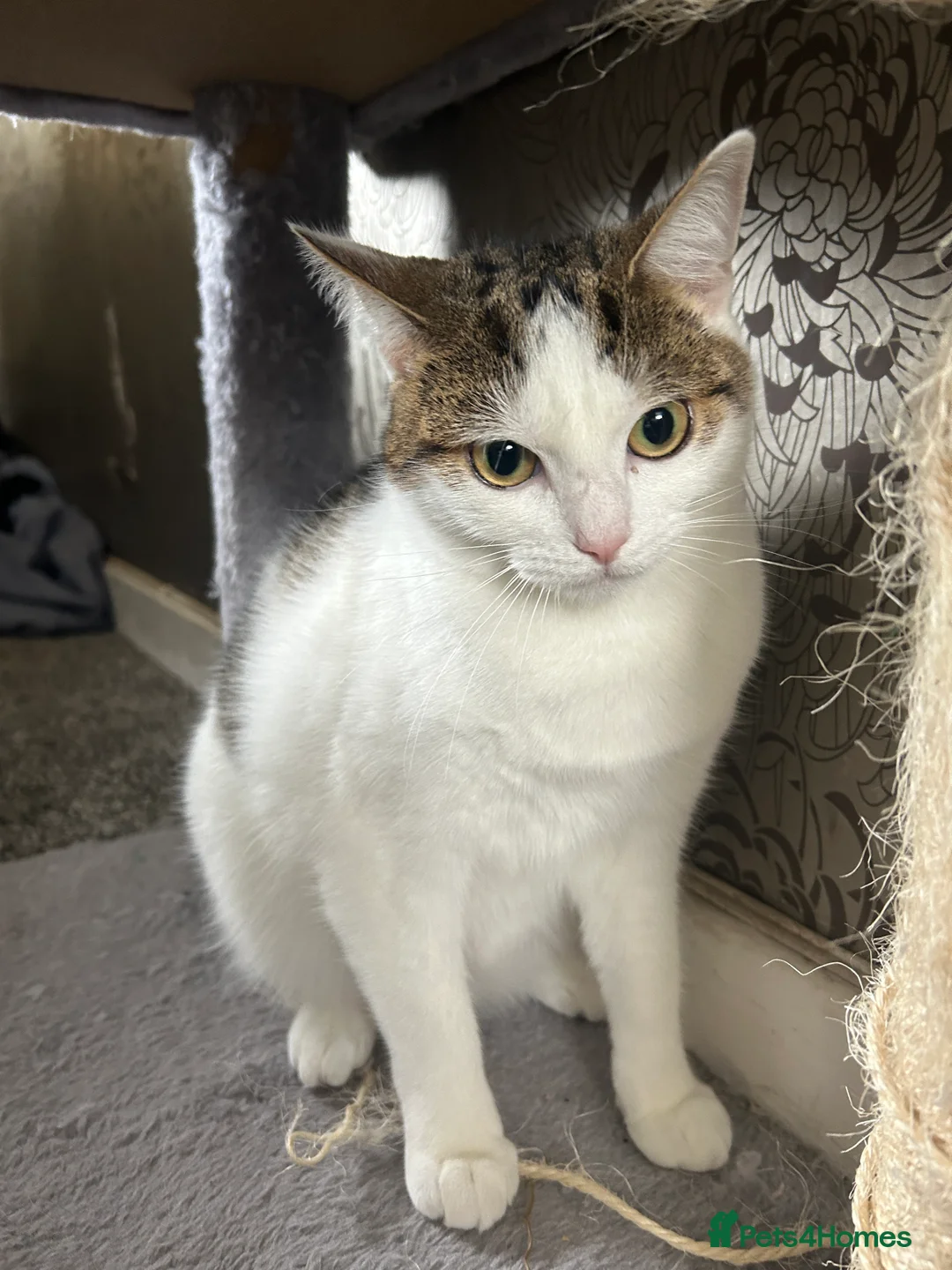 Mixed Breed cats for sale: Mother and daughter  in Brampton - Advert 2