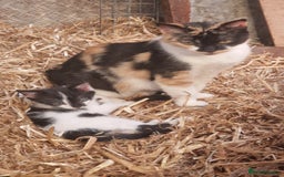 Mixed Breed cats for sale: Black & White Female kitten - Image 2