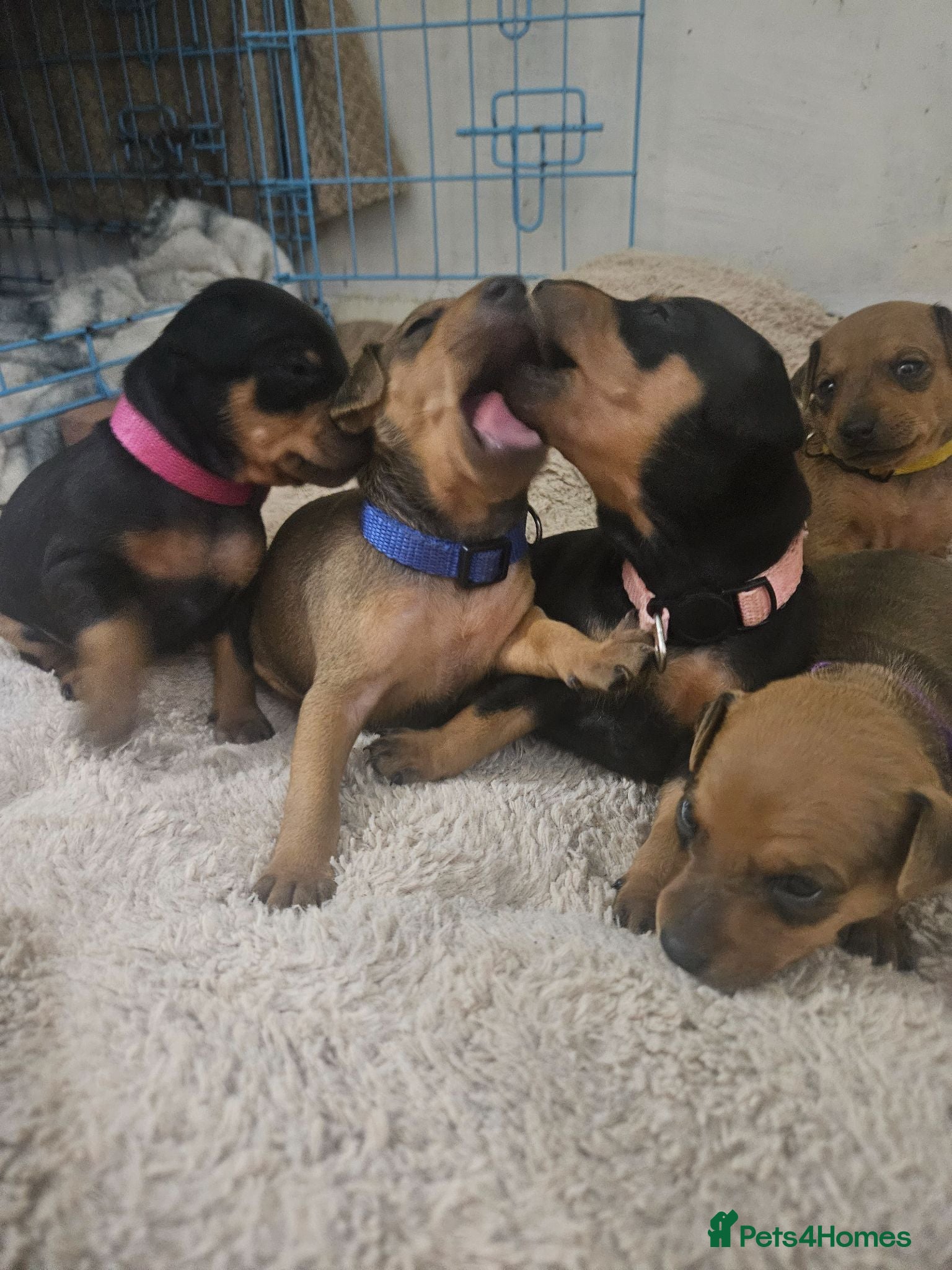 Miniature Pinscher dogs Adorable miniature pinscher puppies  - Advert 1