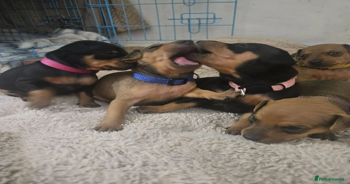 Puppies for sale in Torquay, Devon | Pets4Homes
