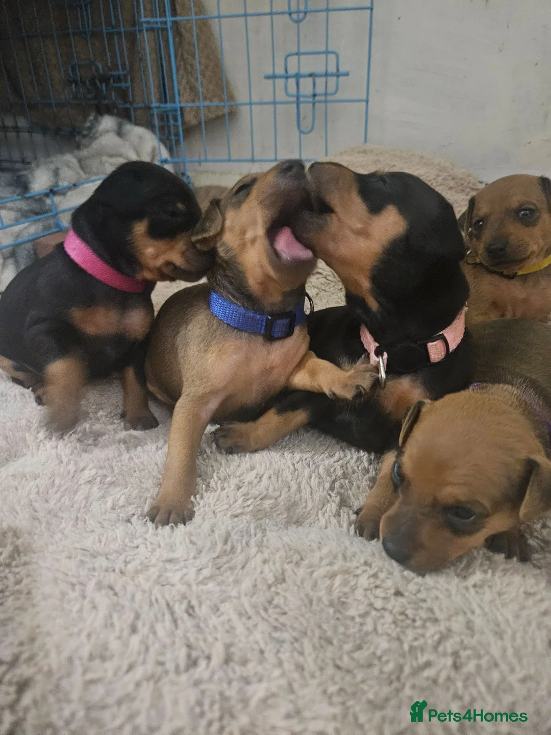 Miniature Pinscher dogs for sale: Adorable miniature pinscher puppies  - Advert 1