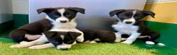 Border Collie dogs for sale: Border Collies puppies available  - Advert 1