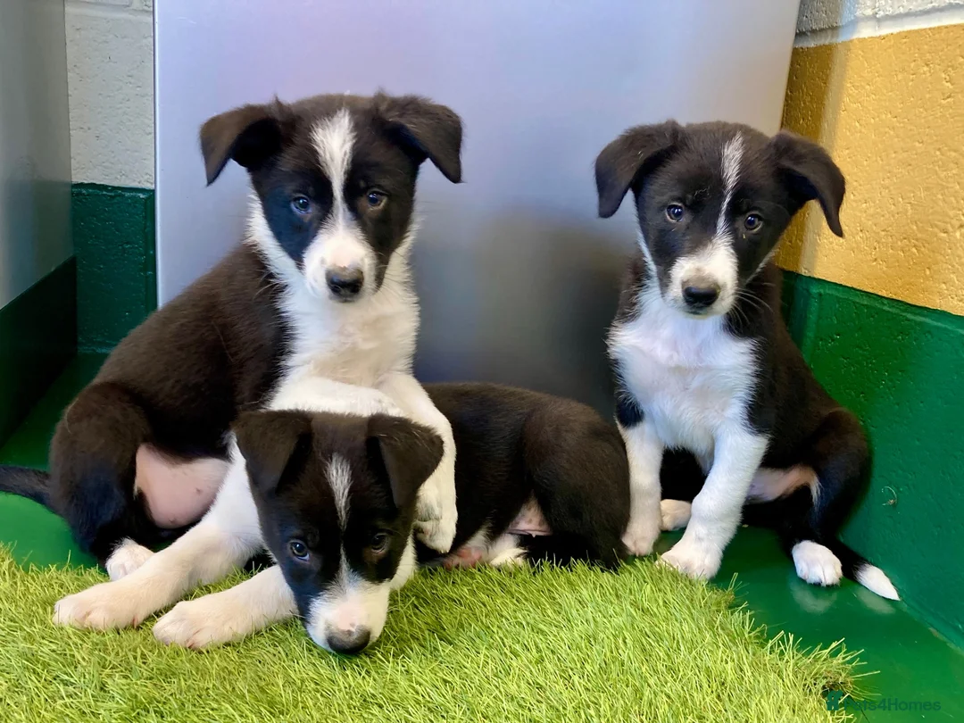 Border Collie dogs for sale: Border Collies puppies available  - Advert 1
