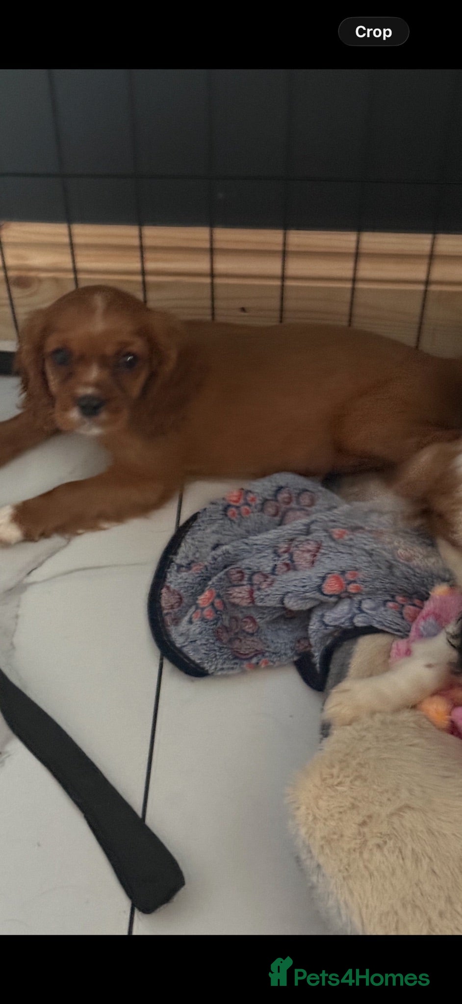 Cavalier King Charles Spaniel dogs Royal kennel club cavalier puppies dna clear - Advert 2