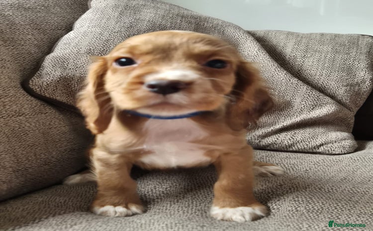 Cocker Spaniel dogs - Advert 9