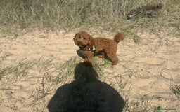 Toy Poodle dogs for stud: Kc health tested fox red Toy poodle for stud  - Image 16