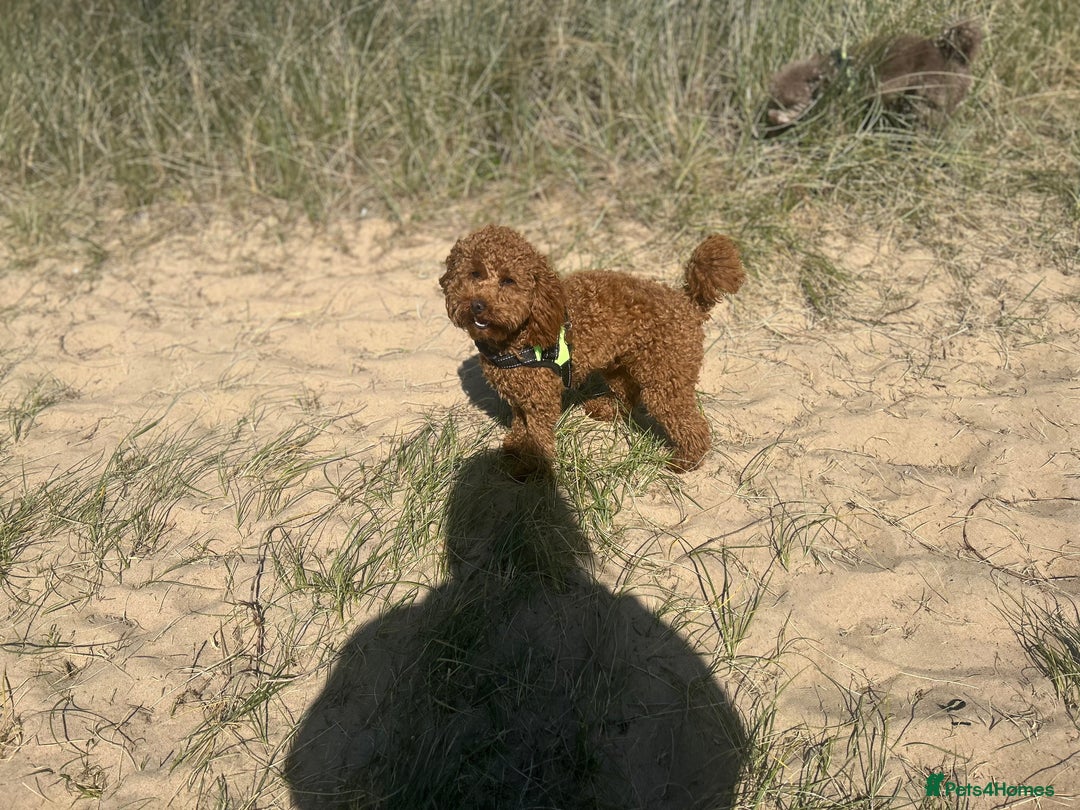 Toy Poodle dogs for stud: Kc health tested fox red Toy poodle for stud  - Image 16