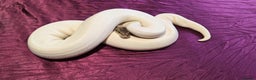 Python Snake reptiles for sale: Spied ball Python Spider Pied Adult Male  - Advert 2