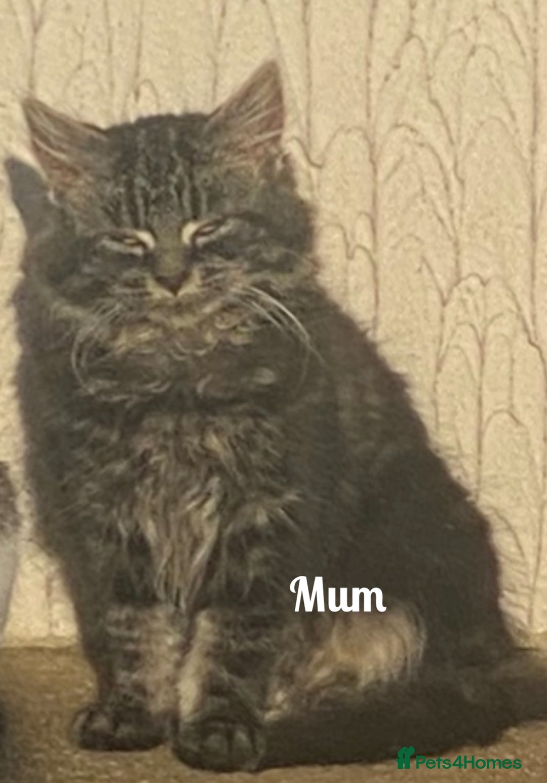 Mixed Breed cats for sale: 🌟 Agnes – A Tiny Girl With the Biggest Soul 🌟 - Advert 9