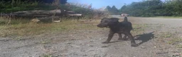 Patterdale Terrier dogs for sale: Patterdale bitch 7 month old in Bodmin - Advert 6