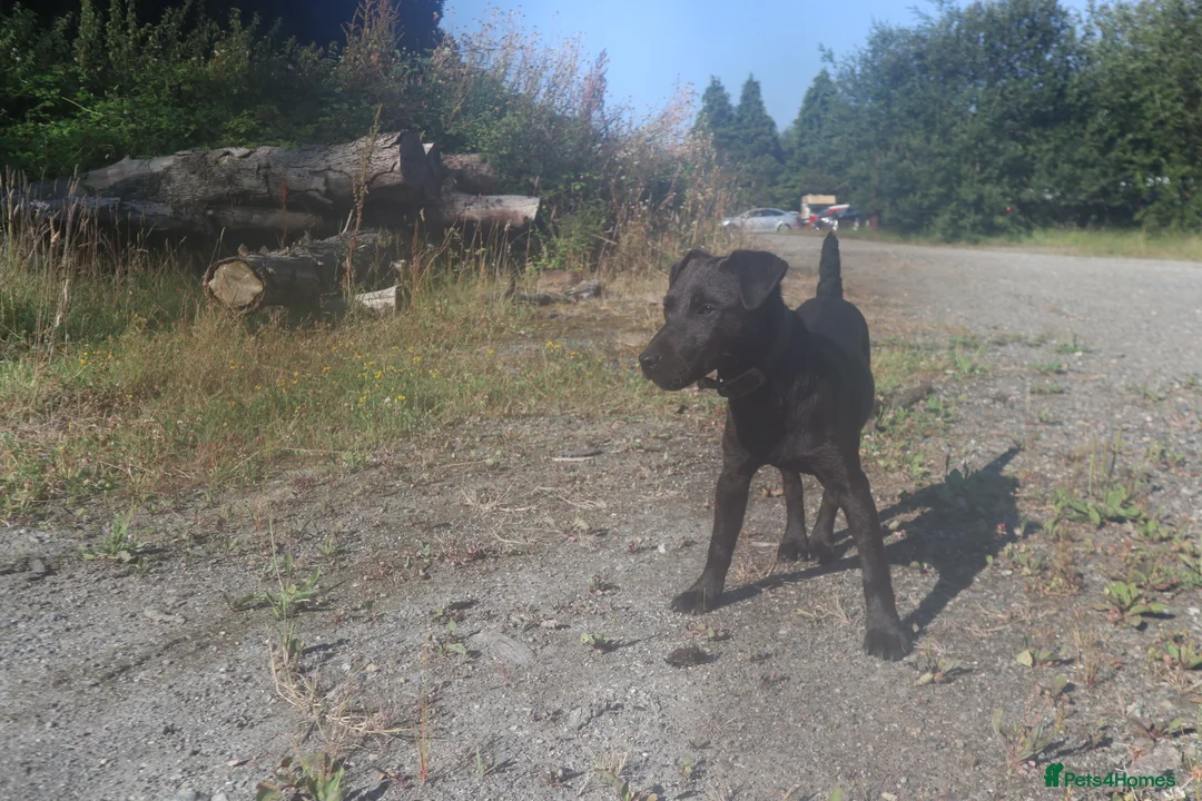 Patterdale Terrier dogs for sale: Patterdale bitch 7 month old in Bodmin - Advert 6