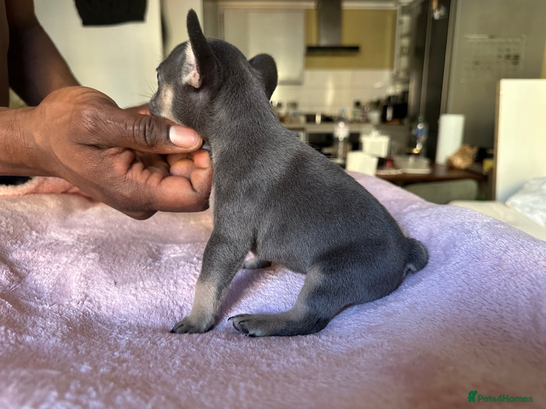 French Bulldog dogs for sale: Adorable French Bulldog Puppies in Barking - Image 15