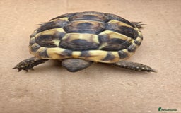 Hermann Tortoise reptiles for sale: 2022-24 Hermanns tortoises for sale - Image 10