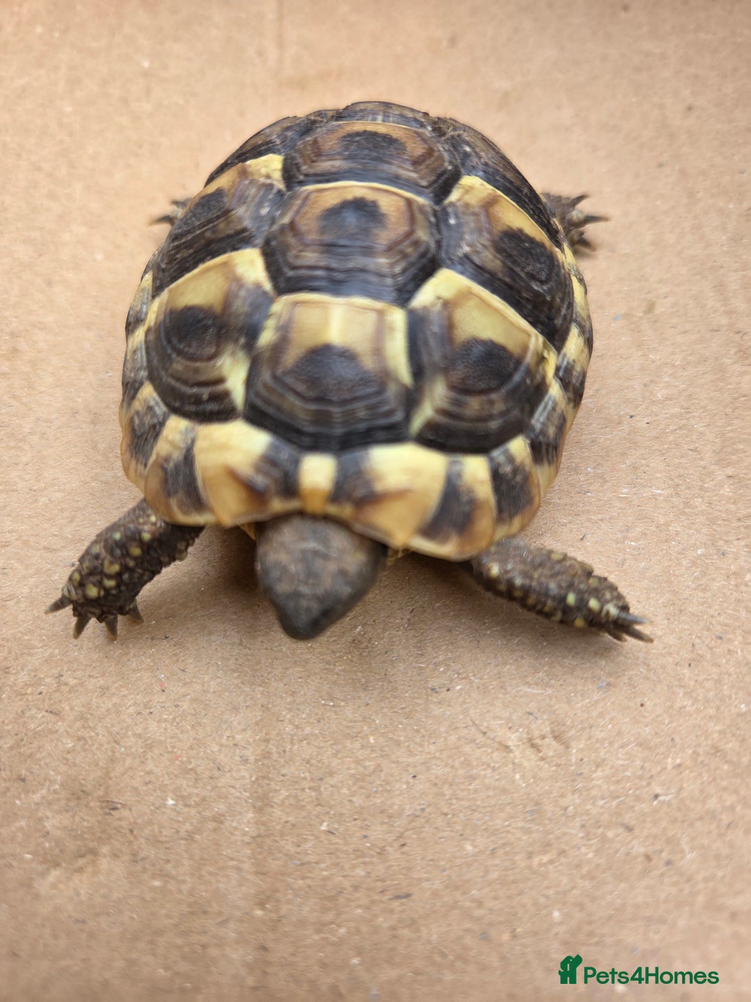 Hermann Tortoise reptiles for sale: 2022-24 Hermanns tortoises for sale - Image 10