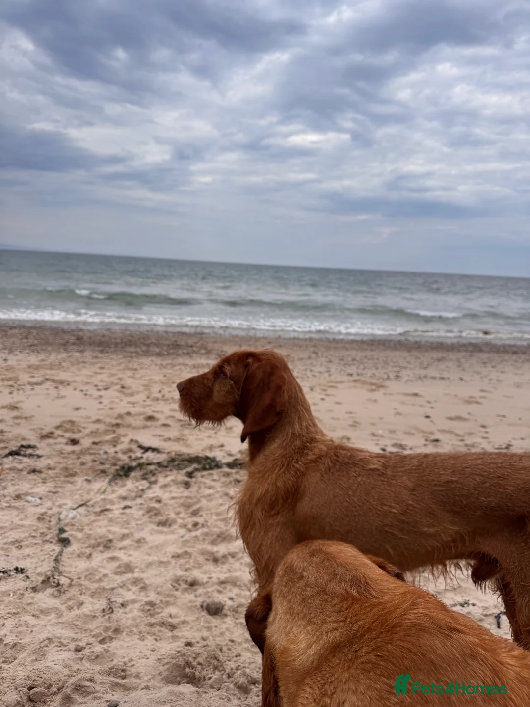 Hungarian Vizsla dogs for stud: Hungarian Wirehaired vizsla stud  in Inverness - Advert 8