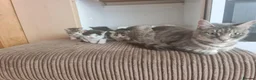 Mixed Breed cats for sale: 5 kittens for sale  - Advert 22