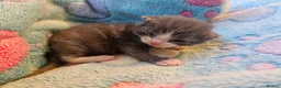 British Shorthair cats for sale: Beautiful British Shorthair Kittens  - Advert 20