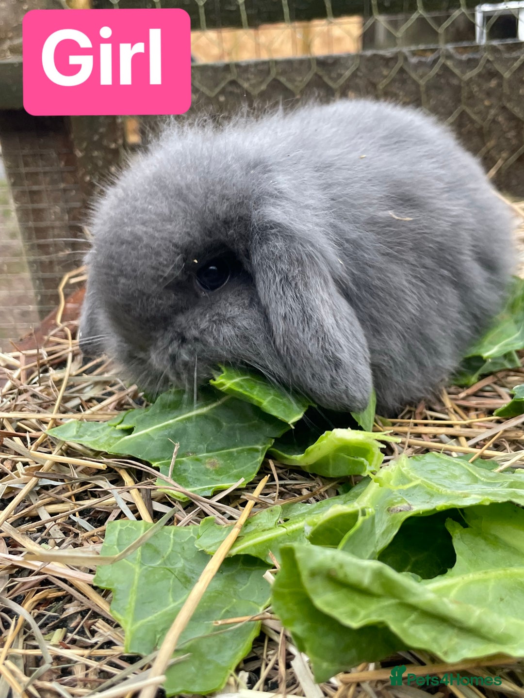 Mini Lop rabbits for sale: Beautiful mini lop babies  - Advert 15