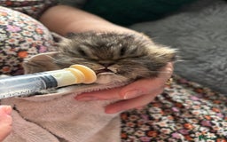 Persian cats for sale: Silver black tabby Persian mix kittens  - Image 16