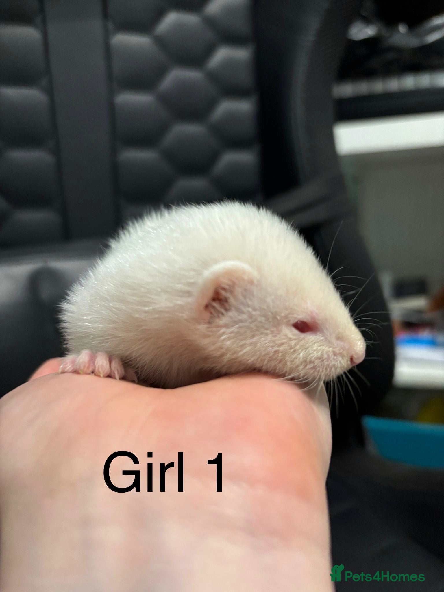 Ferret rodents Ferret kits (4 girls available)  - Advert 1