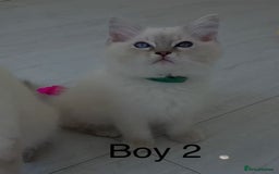 Ragdoll cats for sale: Ragdoll kittens for sale - Image 5