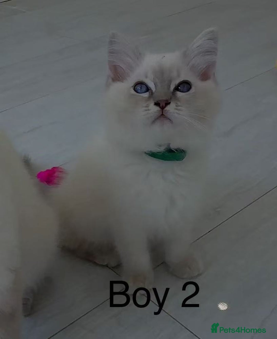 Ragdoll cats for sale: Ragdoll kittens for sale - Image 5