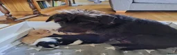 Maltipoo dogs for sale: 6 Beautiful Female Maltipoo Puppies - Advert 1
