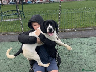Mixed Breed dogs - Advert 20