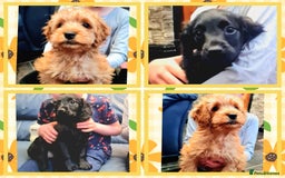 Cockapoo dogs for sale: READY TO LEAVE 4TH OF DECEMBER - Advert 20