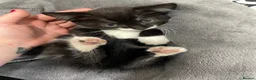 Mixed Breed cats for sale: 5 healthy and playful kittens  - Advert 10