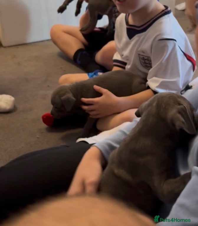 Staffordshire Bull Terrier dogs 6 week old blue staffy pups  - Advert 2