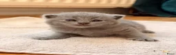 British Shorthair cats for sale: Beautiful British Shorthair Kittens🌸 - Advert 17