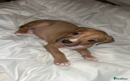 American Bully dogs for sale: Female American bully  - Image 2