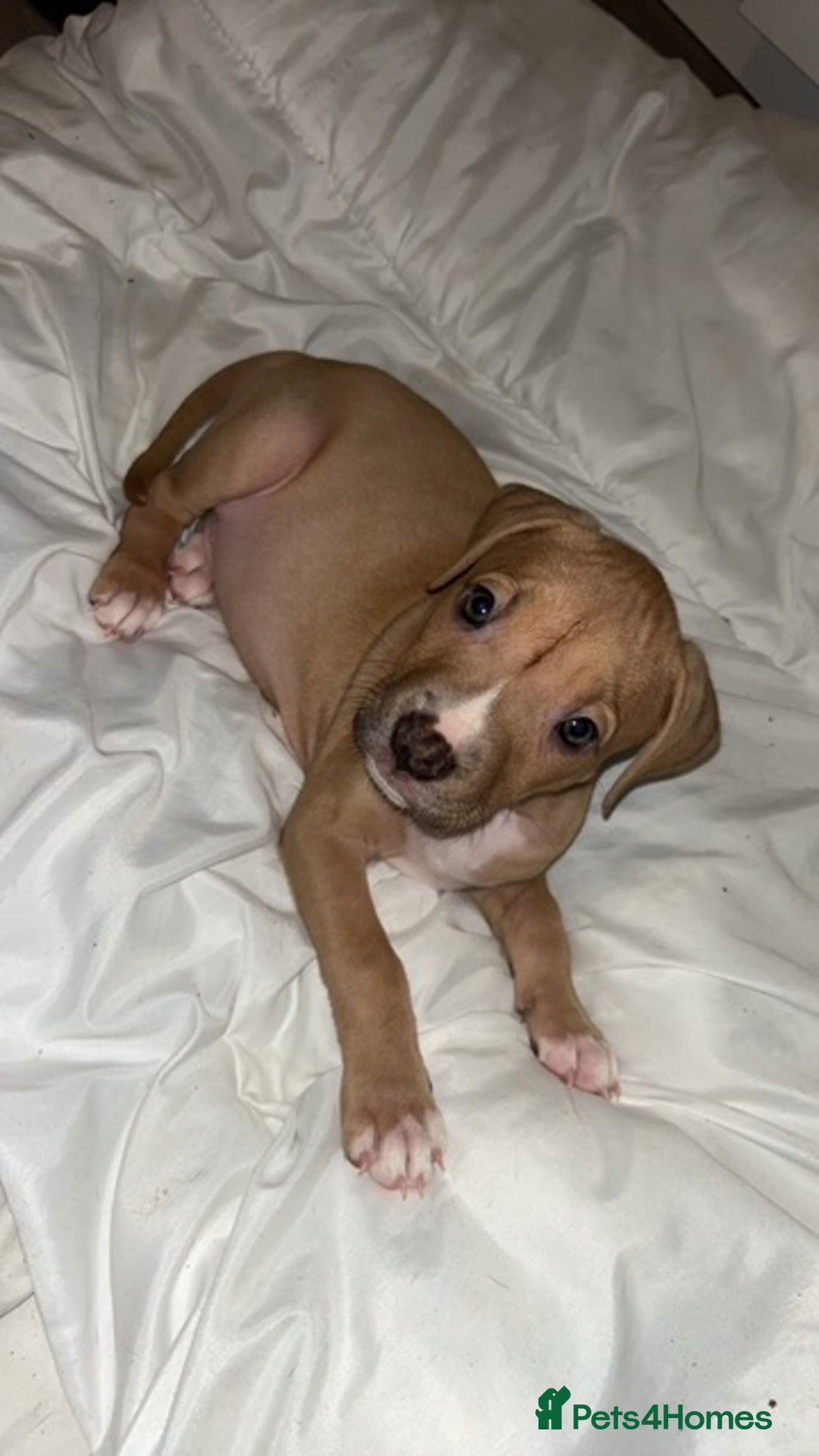 American Bully dogs for sale: Female American bully  - Image 2