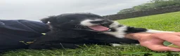 Border Collie dogs for sale: Border Collie Puppy’s litter of 6 gorgeous pups.  - Advert 26
