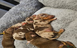 Dachshund dogs for sale: Miniature dauchaund  - Image 12