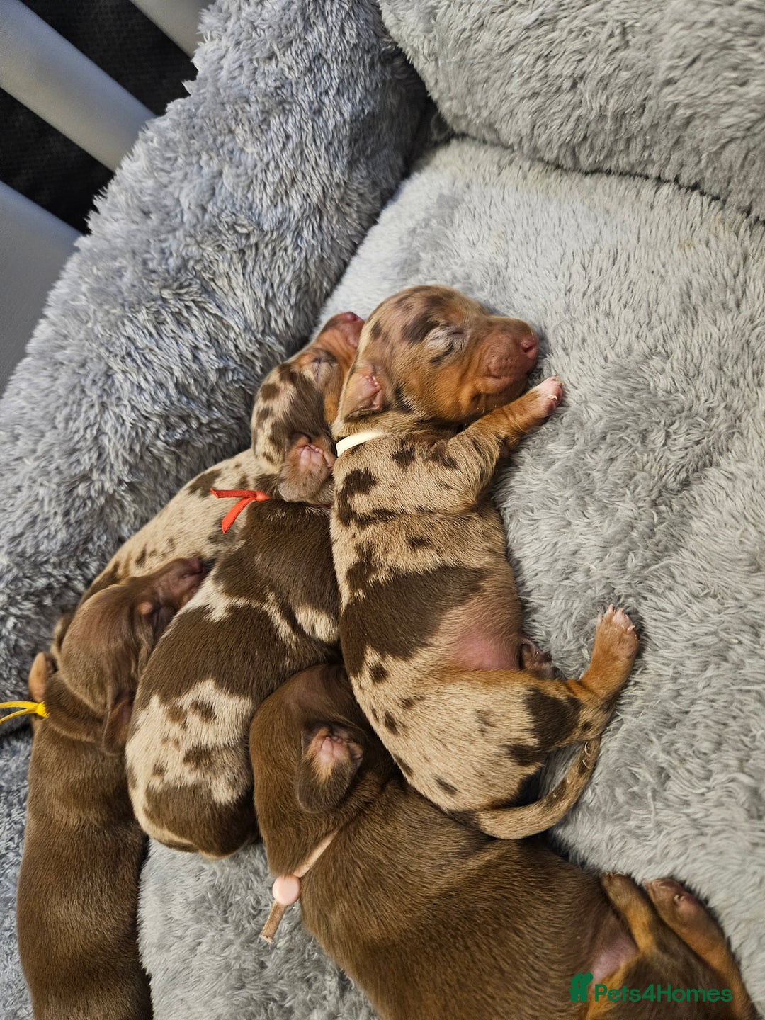 Dachshund dogs for sale: Miniature dauchaund  - Image 12