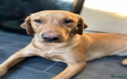 Labrador Retriever dogs for sale: Ref fox lab  - Image 2
