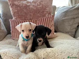 Jack Russell dogs Jack Russel puppies only two boys remaining - Advert 5